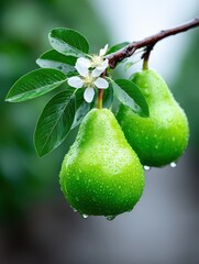 Fresh Green Pears on Branch with Water Droplets and Blossom in Natural Setting