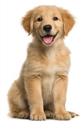 Golden retriever puppy portrait