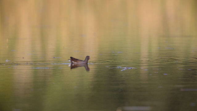 Teichhuhn (Gallinula chloropus) schwimmend auf ruhigem Wasser, minimalistische Wildlife-Aufnahme mit sanfter Spiegelung und warmen Farbt&ouml;nen, friedliche Szene f&uuml;r Naturfotografie und Naturschutz