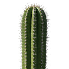 Naklejka premium Green cactus plant isolated on transparent background