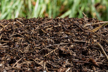 Rich dark compost pile sits under sunlight in a garden during midday, ready for enriching plants and soil
