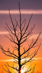 Obraz premium Silhouette of a leafless tree against a vibrant sunset sky with orange and pink hues