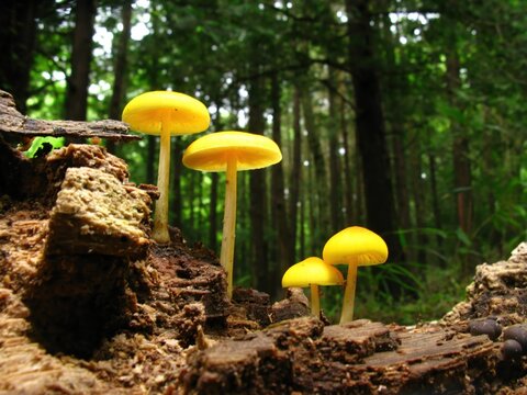 Pluteus leoninus, also called yellow shield mushroom, grows on dead wood in Europe and North Africa, with yellow cap and pink underside gills.