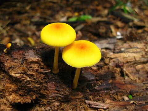 Pluteus leoninus, also called yellow shield mushroom, grows on dead wood in Europe and North Africa, with yellow cap and pink underside gills.