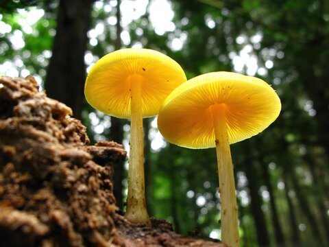Pluteus leoninus, also called yellow shield mushroom, grows on dead wood in Europe and North Africa, with yellow cap and pink underside gills.
