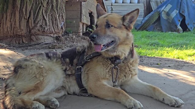 A German Shepherd-type dog with a harness lies on a dirt patch, panting contentedly, with rustic farm elements in the background on a sunny day. Video 4k