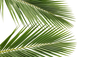 Tropical Palm Leaves Green Fronds against Black Background
