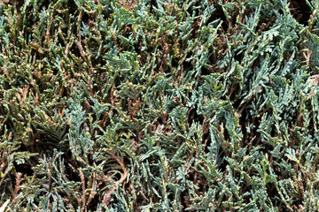 Close view of lush green foliage showcasing subtle textures and colors in a natural landscape setting