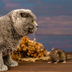Grey cat and mouse on wooden table