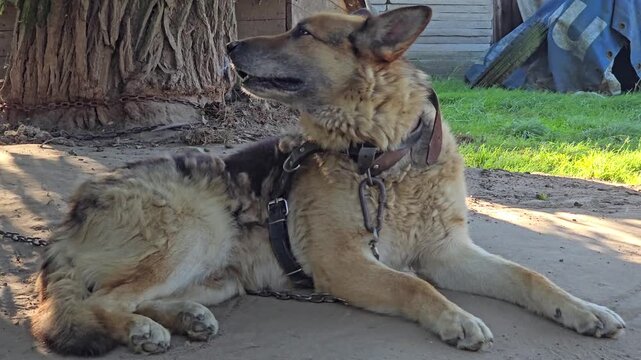 A German Shepherd-type dog with a harness lies on a dirt patch, panting contentedly, with rustic farm elements in the background on a sunny day. Video 4k