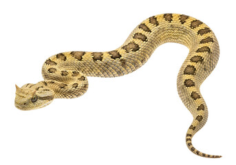 Obraz premium A detailed close-up of a venomous snake, exhibiting its intricate patterns and textures against a stark black background.