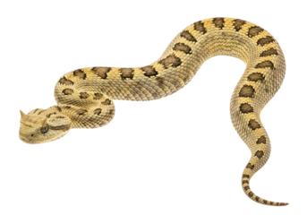 A detailed close-up of a venomous snake, exhibiting its intricate patterns and textures against a stark black background.