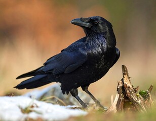 Raven in a natural setting