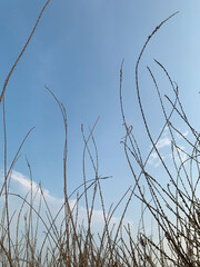 Fototapeta premium Soft evening light falls over tall grass and blossoms, capturing the calm and warmth of twilight in nature. 
