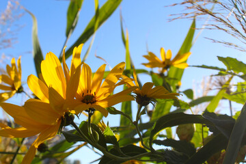 yellow flowers and blue sky