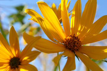 yellow flowers and blue sky