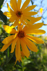 yellow flowers and blue sky
