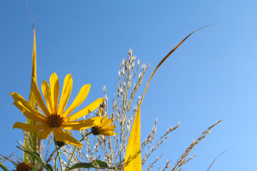 yellow flowers and blue sky
