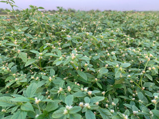 Dense field of wild green plants with small white blossoms under natural daylight, representing lush growth and rural nature scenery.
