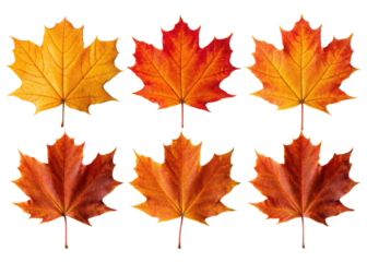 Six vibrant autumnal maple leaves in shades of orange red yellow on black isolated on transparent background