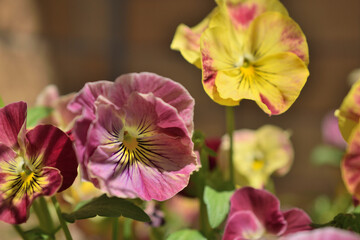 A beautiful photo of pansies taken outdoors