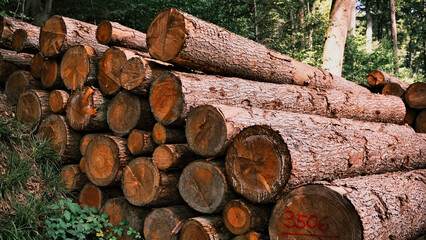 Holz aus dem Wald - Baumst&auml;mme gestapelt
