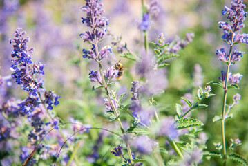 Lavender flowers in the garden