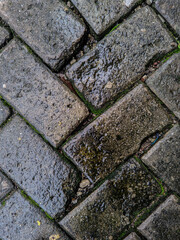 Wet stone pavement photographed outdoors after rain, where shiny water drops cover textured bricks, green moss grows between gaps, showing natural detail, when rainfall stops, how ci