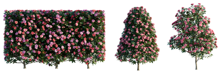 Camellia sasanqua Tree cutout transparent isolate on background