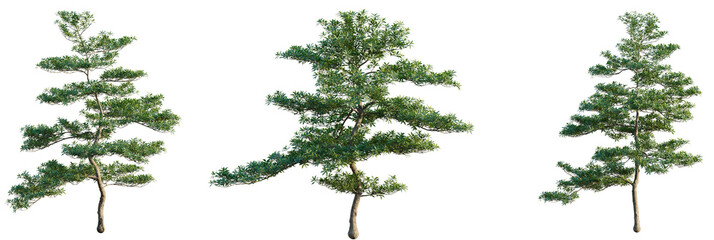 Elaeocarpus hainanensis Tree view cutout transparent background