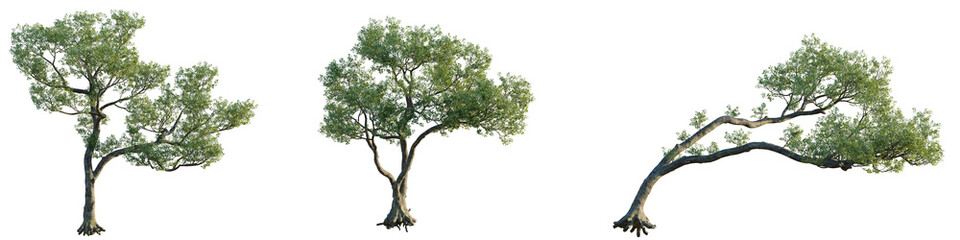 Ficus microcarpa Tree cutout transparent isolate on background