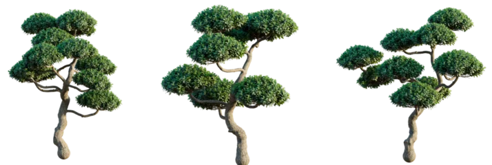 Fotobehang Bonsai Ilex cornuta Tree cutout transparent isolate on background  © DH Tree Stock