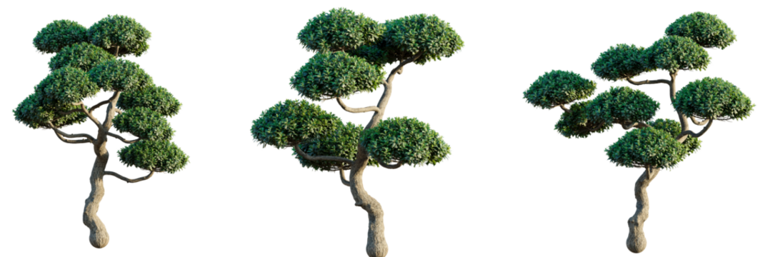 Ilex cornuta Tree cutout transparent isolate on background