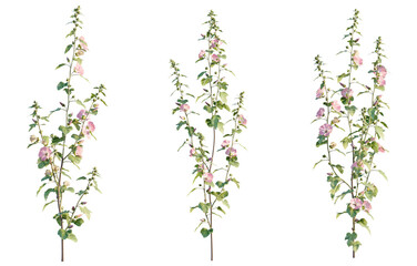 Lavatera clementii Tree view cutout transparent background