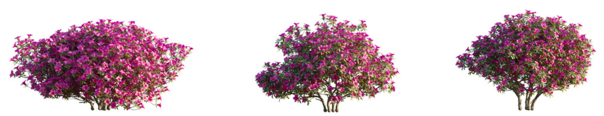 Rhododendron pulchrum Tree cutout transparent isolate on background