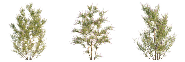 Tamarix ramosissima Tree view cutout transparent background
