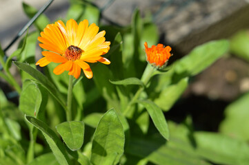 Calendula flowers flowering in the garden
