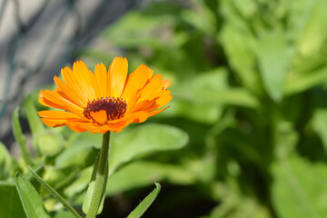 Calendula flowering in the garden
