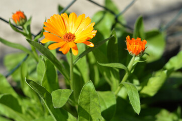 Calendula flowers flowering in the garden