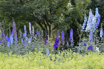 Delphinium elatum flower growing in the park
