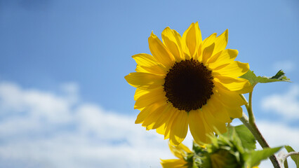 Sunflower and blue sky background with copy space
