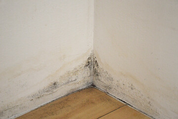 Mold on the wall. Moldy corner of the room.