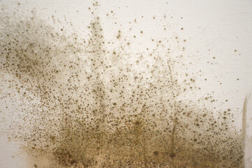 Mold on the wall background