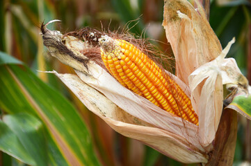 Corn cob in the cornfield at harvest time