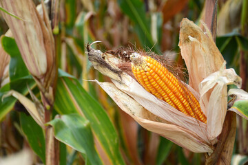 Corn cob in the cornfield at harvest time