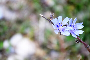 Chicory plant flowering in the field, copy space