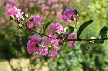 Lagerstroemia indica, Crape-myrtle or Indian lilac flower