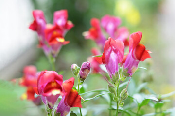 Snapdragons flowering in the garden
