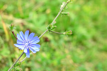 Chicory plant flowering in the field, copy space