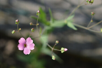 Baby's breath flowers (gypsophila elegans) blooming in the garden